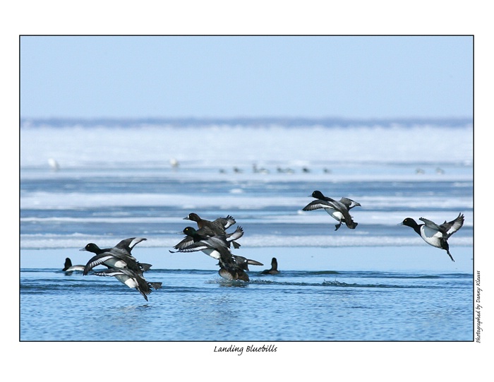 landing bluebills