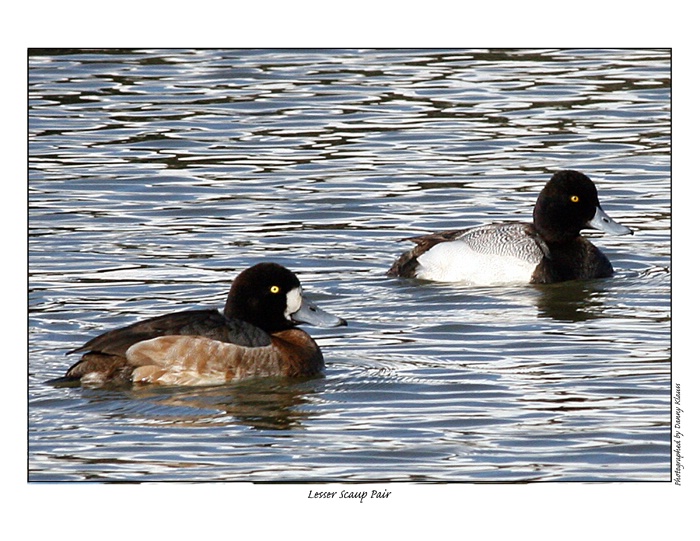 lesser scaup Pair