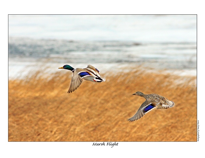 marsh flight