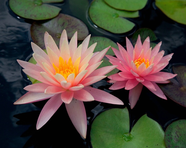 020waterlilies