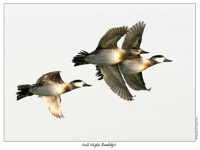 In flight ruddy