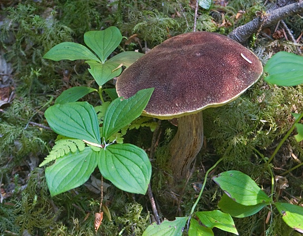 Mushroom (Photo by Carolyn Curry)