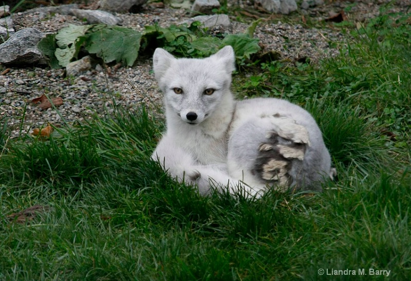 Shedding fox