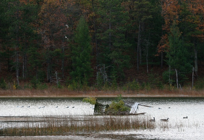 In-coming Wood Ducks