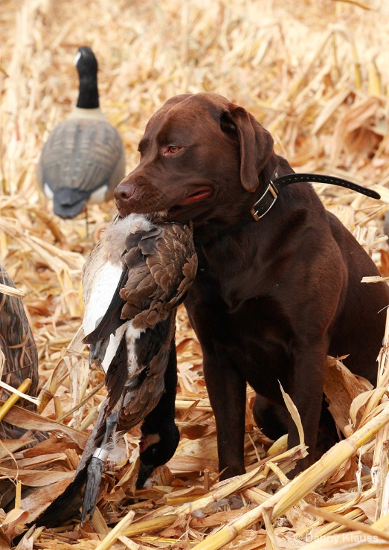 Drake with a banded goose