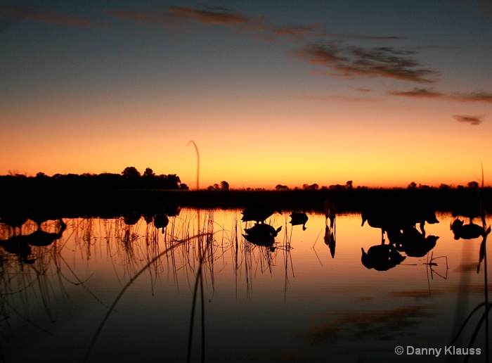 Sebewing first day od duck