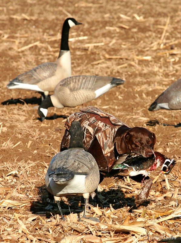 Hunter with a wood duck