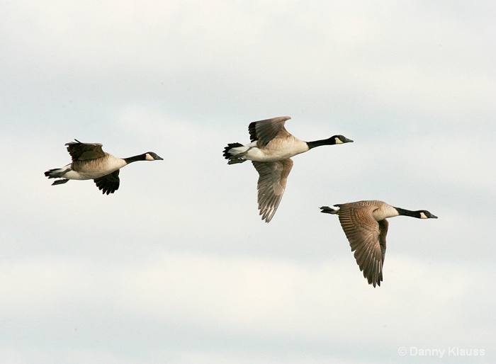 Winter Geese