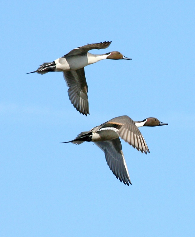 Drake Norhtern Pintails