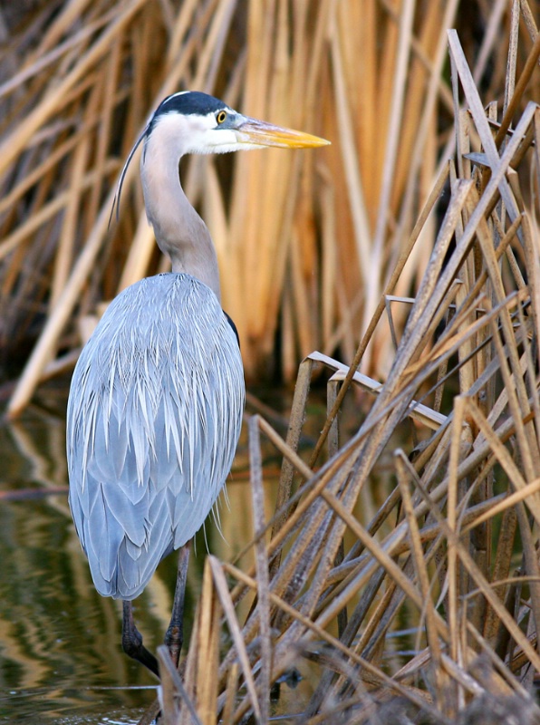 Great Blue Heron #2