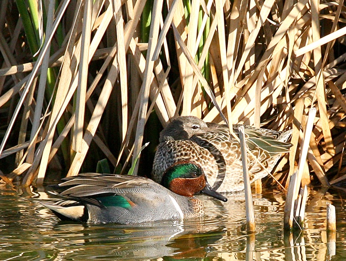 Greenwing Pair