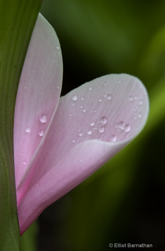 Pink Hearts