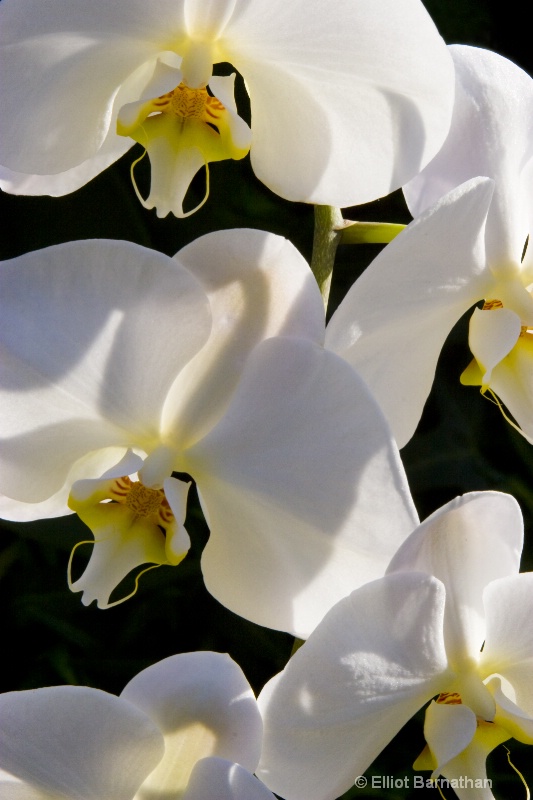 White Orchids