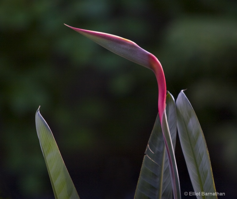 Longwood Gardens 15