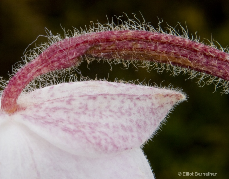 Longwood Gardens 6