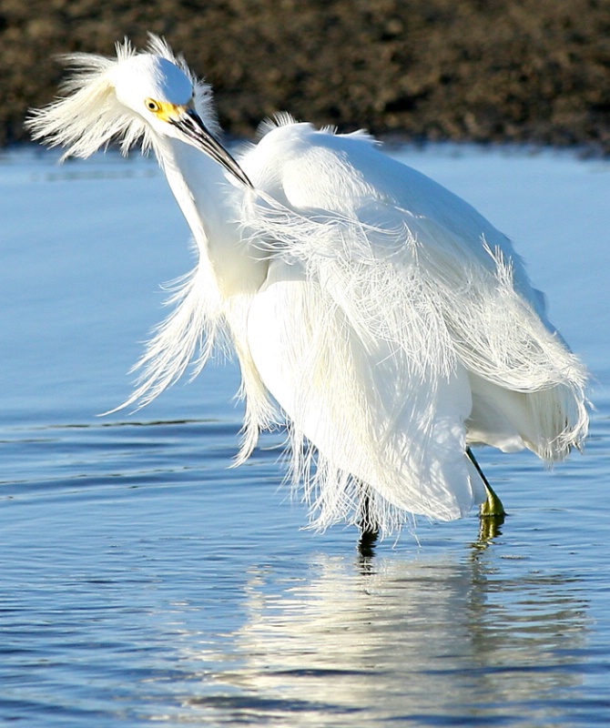 I know I put it in here, Snowy Egret