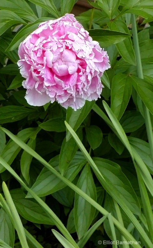 Peonie