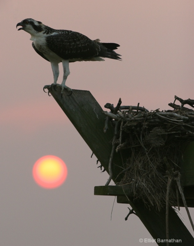 Standing Guard