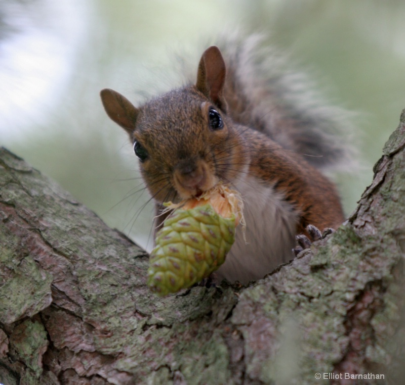 Squirrel