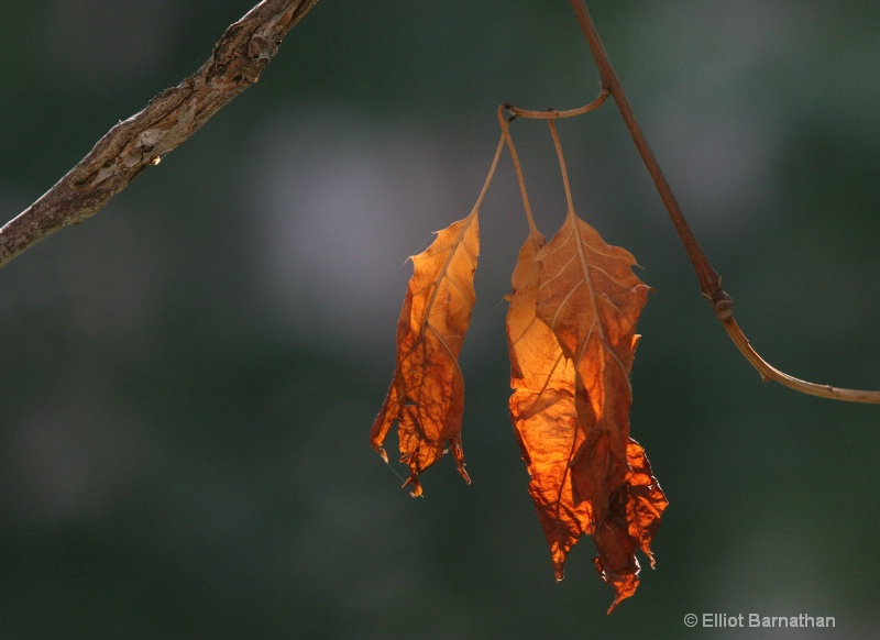 Last Leaves Last Light