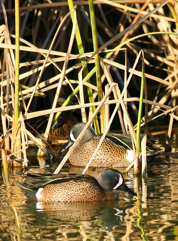 Blue Wing Drakes