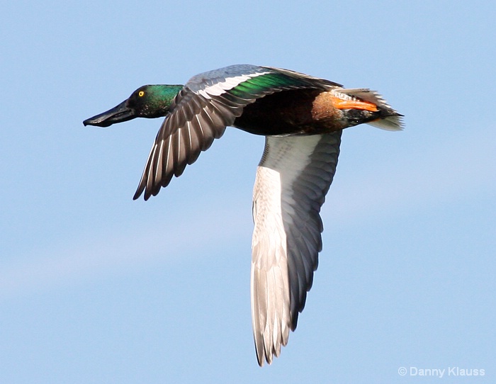 Northern Shoveler Drake