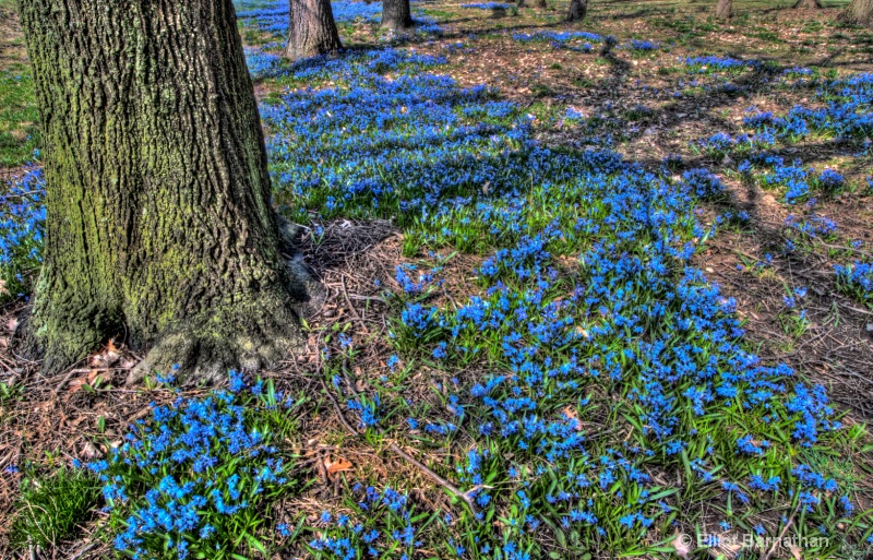 First Blues of Spring 7