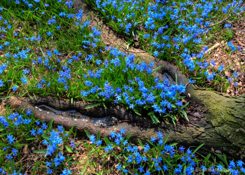 First Blues of Spring 6