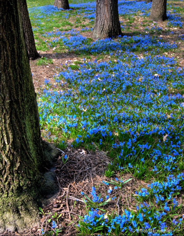 First Blues of Spring 5