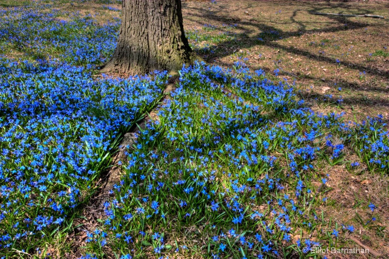 First Blues of Spring 4