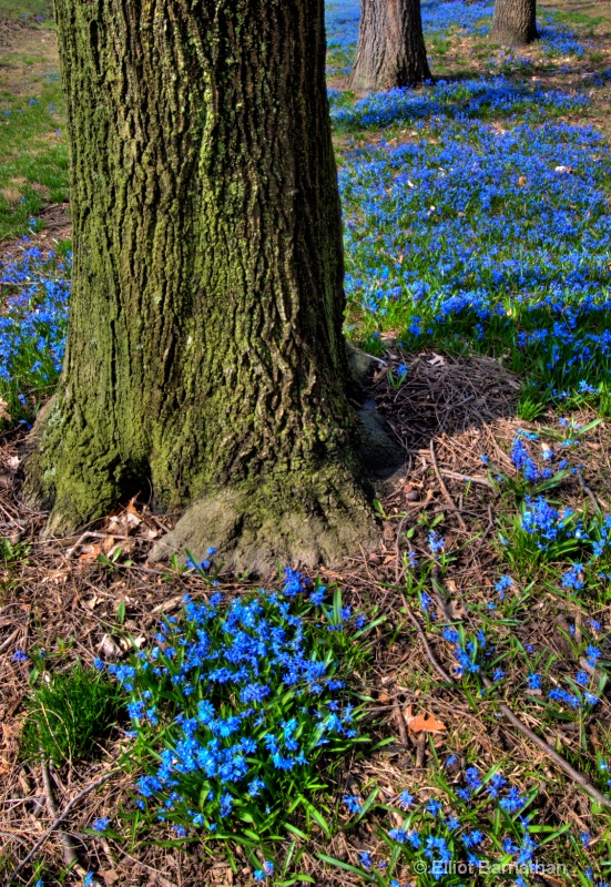 First Blues of Spring 3