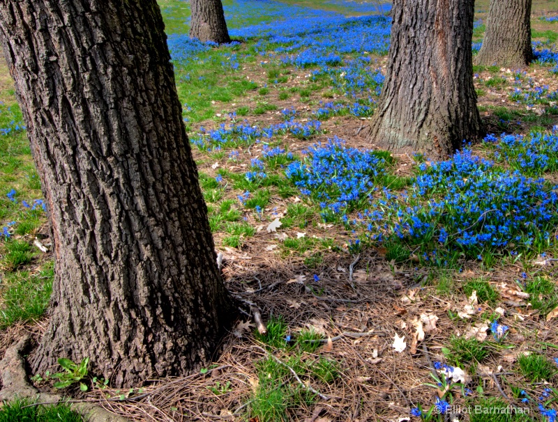 First Blues of Spring 2