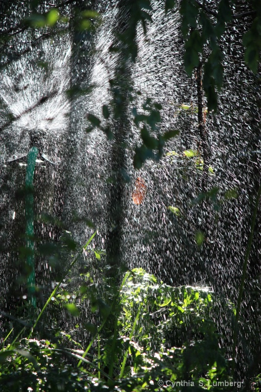 Backyard Rain forest 3