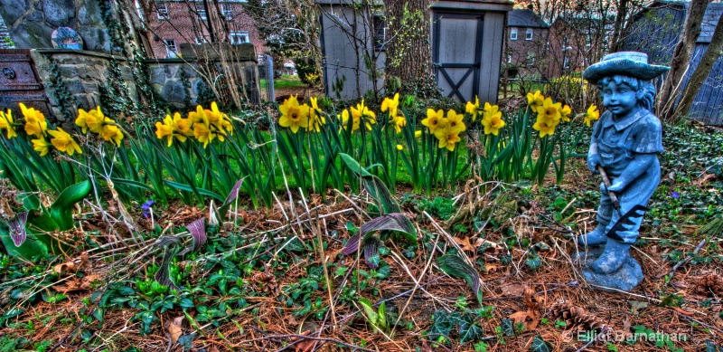 backyard daffodils 2