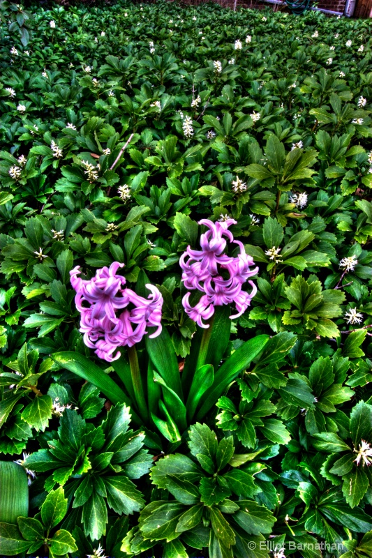 backyard hyacinths in a pachys