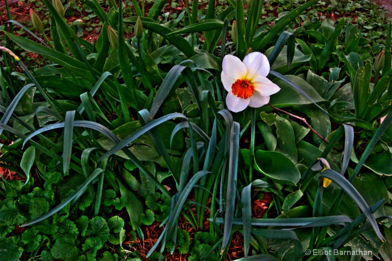 lonely daffodil