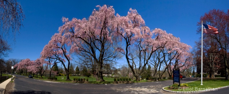 Baldwin in Spring