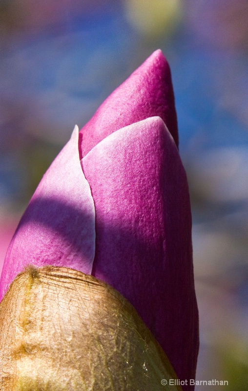 magnolia bud 2