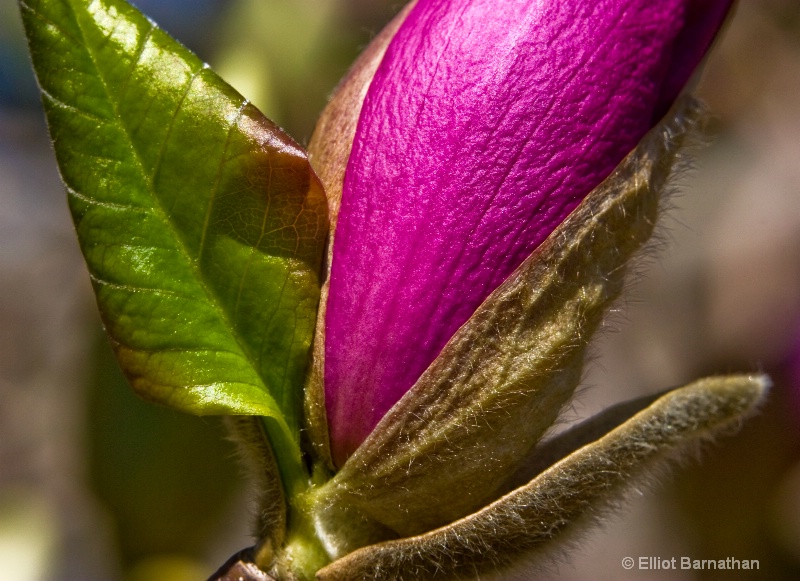 magnolia bud