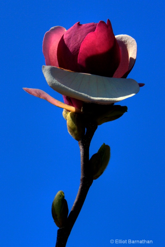 magnolia bud 3