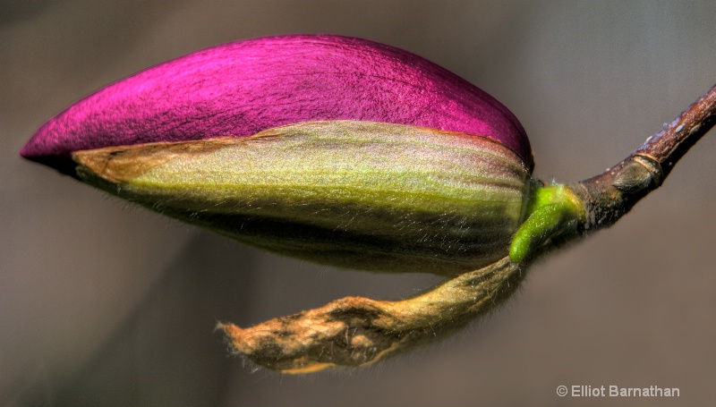 magnolia bud 5