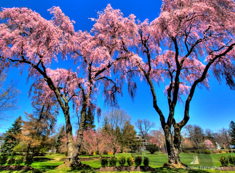 trees in pink 3