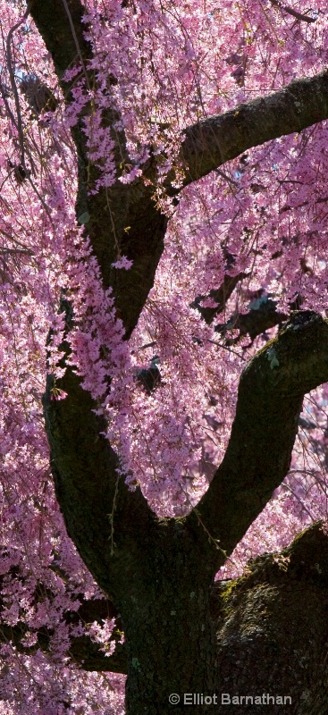 trees in pink