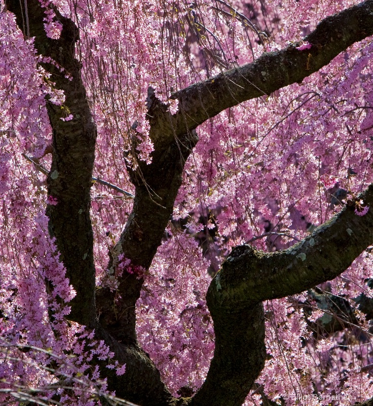 Trees in pink 2