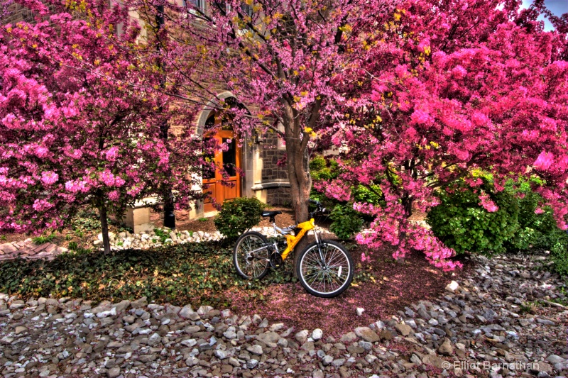 Bicycle in Spring