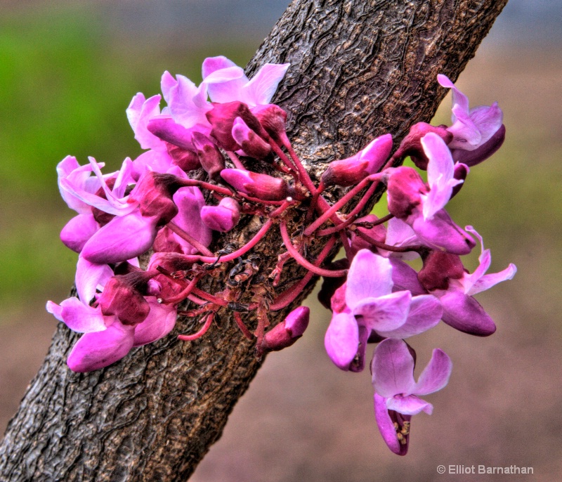 Knots and Flowers 1