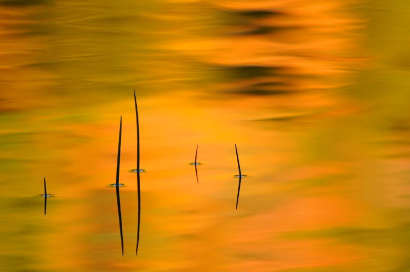 Reeds in Sunset @Lisa Dimondstein