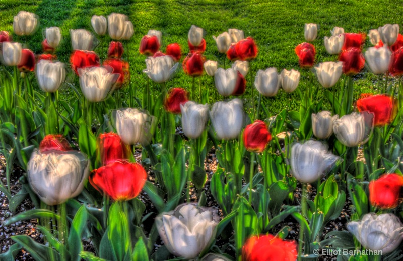 Dancing Tulips