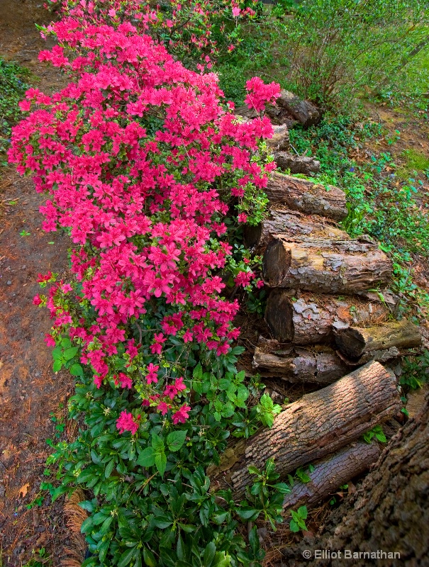 Azaleas by the wood pile