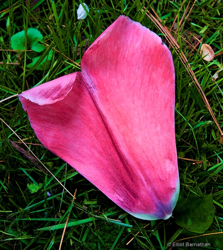 Fallen Petal